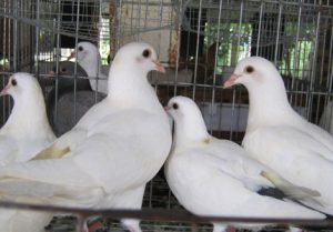 Hướng dẫn cách nuôi chim bồ câu đạt năng suất cao