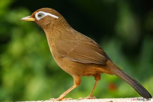 Làm sao để biết chim cảnh bị bệnh