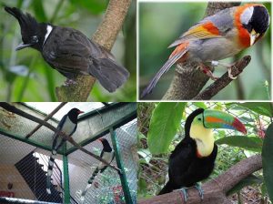Hướng dẫn một số kinh nghiệm mua chim cảnh