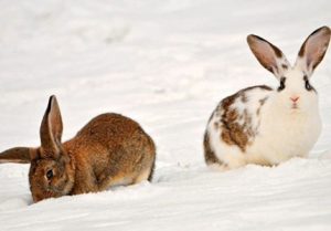 Hướng dẫn cách nuôi thỏ để đạt năng suất cao