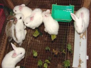Hướng dẫn cách nuôi thỏ để đạt năng suất cao