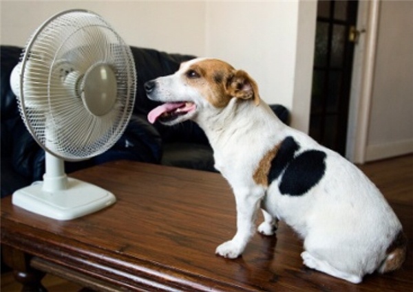 Câu chuyện hài về cách đối phó với cái nóng của chó cưng