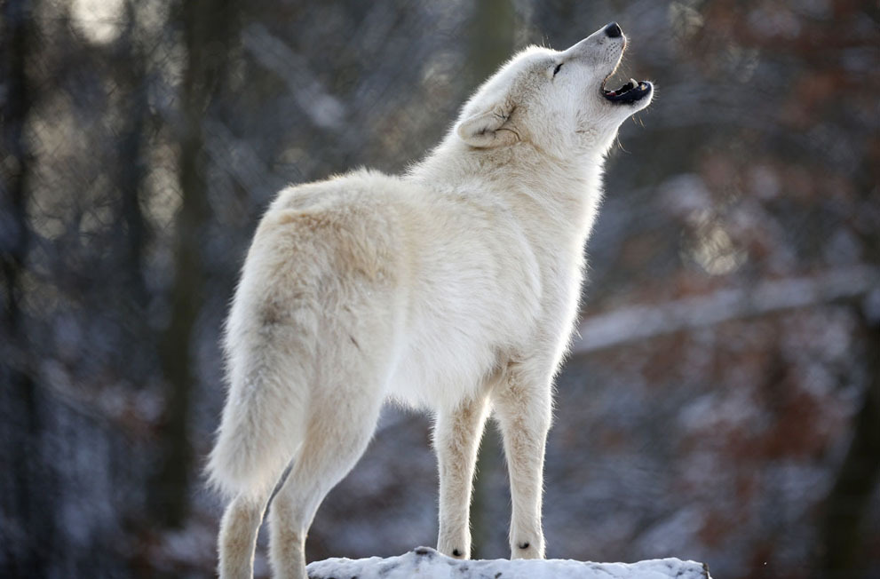 Lý giải tiếng hú của loài chó sói