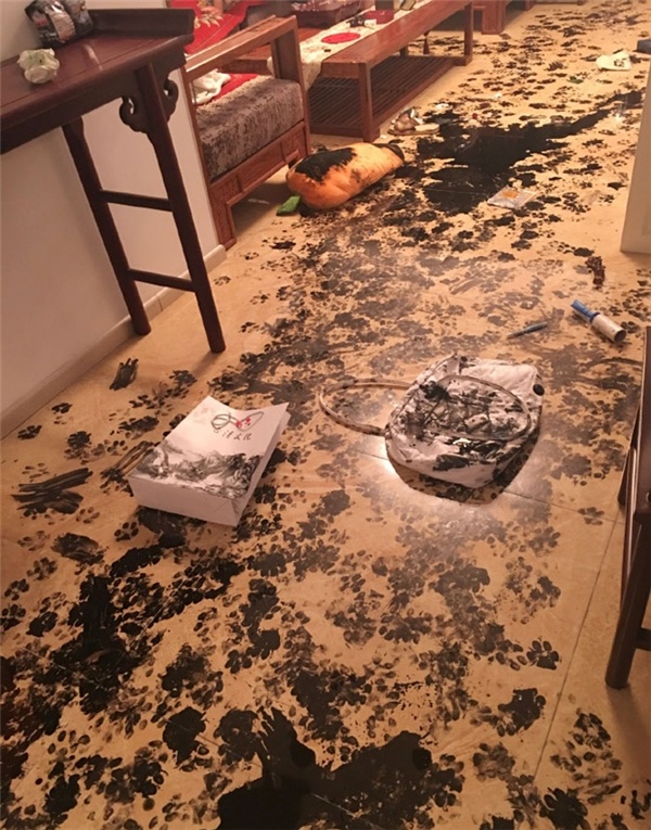 Chú chó Husky tài hoa vẽ tranh khi chủ vắng nhà