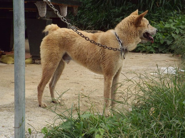 Giống chó cộc đuôi H'Mông( danh khuyển Việt Nam)
