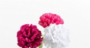 Hướng dẫn 2 cách làm hoa bằng giấy nhún vô cùng đơn giản