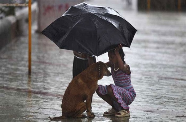 Cách thức dắt chó khi trời mưa