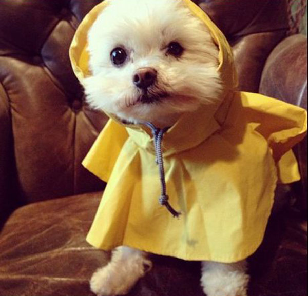 Cách thức dắt chó khi trời mưa