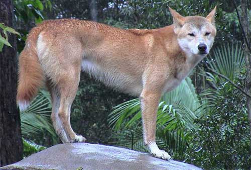 Loài chó Dingo Đông Dương( mệnh danh là tứ đại danh khuyển Việt Nam)