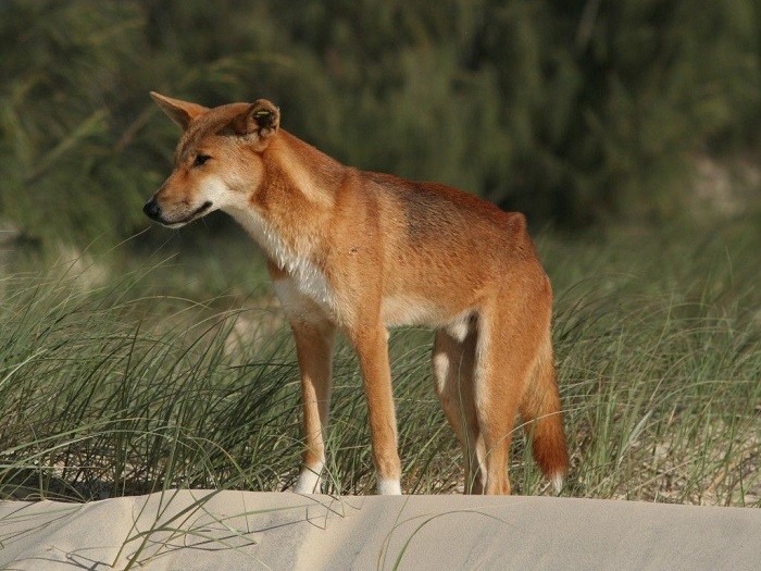 Loài chó Dingo Đông Dương( mệnh danh là tứ đại danh khuyển Việt Nam)