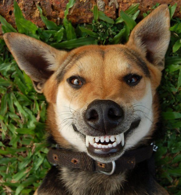 Kiểm tra sức khỏe của chó và đoán tuổi bằng cách nhìn răng