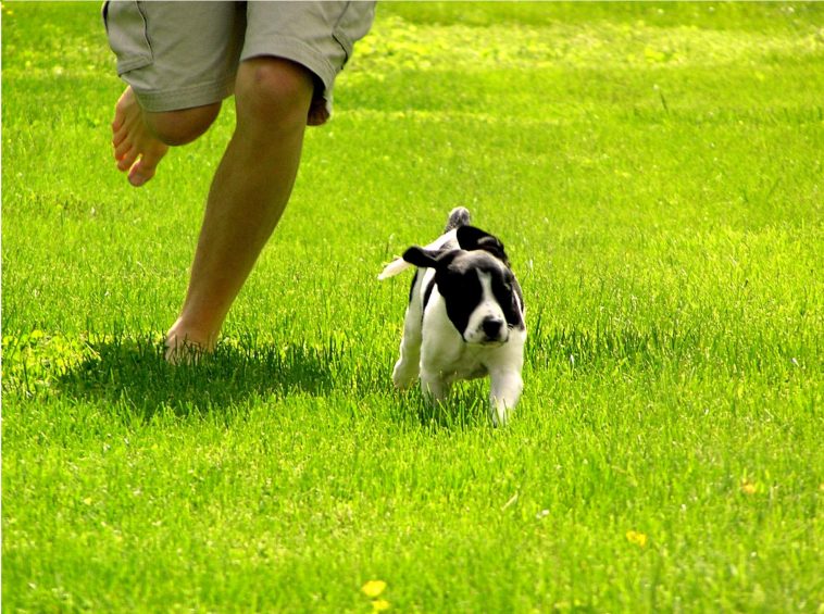 Chạy bộ mỗi ngày với chú cún