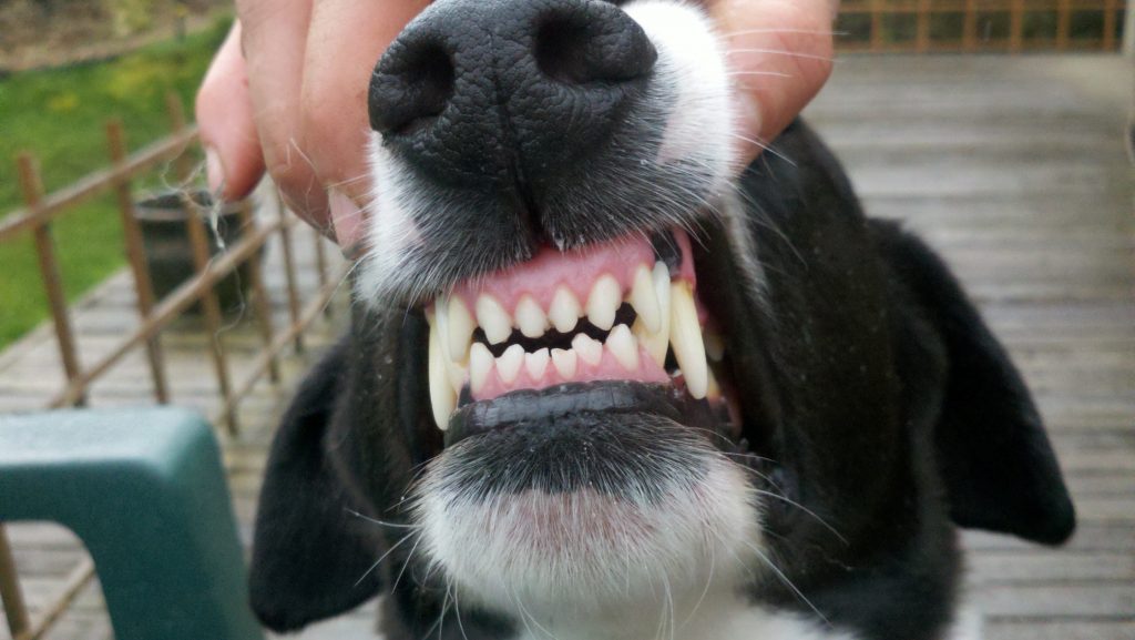Kiểm tra sức khỏe của chó và đoán tuổi bằng cách nhìn răng