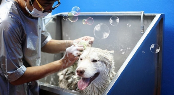 Tắm đúng cách cho chó con