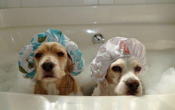 Tắm đúng cách cho chó con
