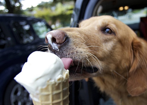 Hãy xem hình chó ăn kem đáng yêu của chúng ta nhé! Chó cưng của bạn cũng sẽ thích thú khi được thưởng thức món kem ngọt ngào này. Đặc biệt là khi thời tiết nóng bức, việc cho chó ăn kem cũng giúp chúng giải nhiệt và thoải mái hơn.