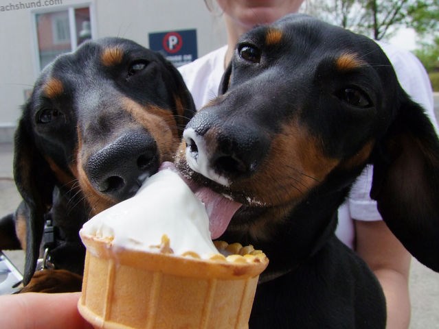  cho chó ăn kem