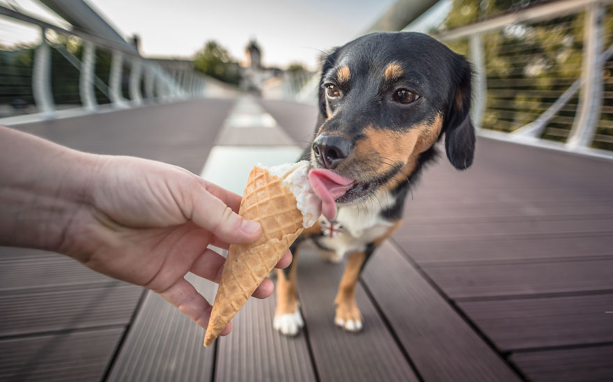  cho chó ăn kem