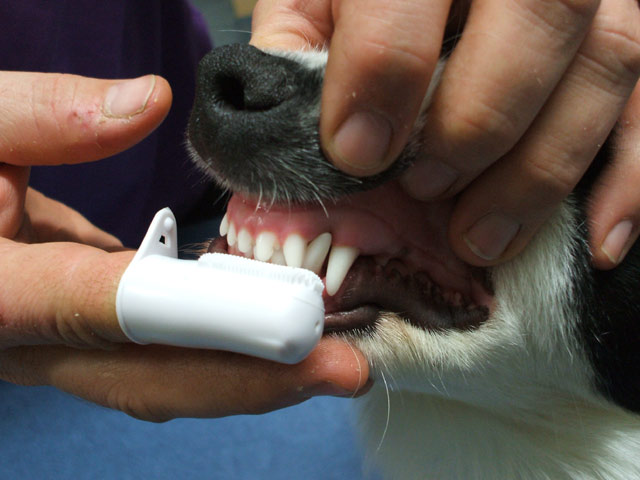 Vệ sinh răng miệng cho cún yêu