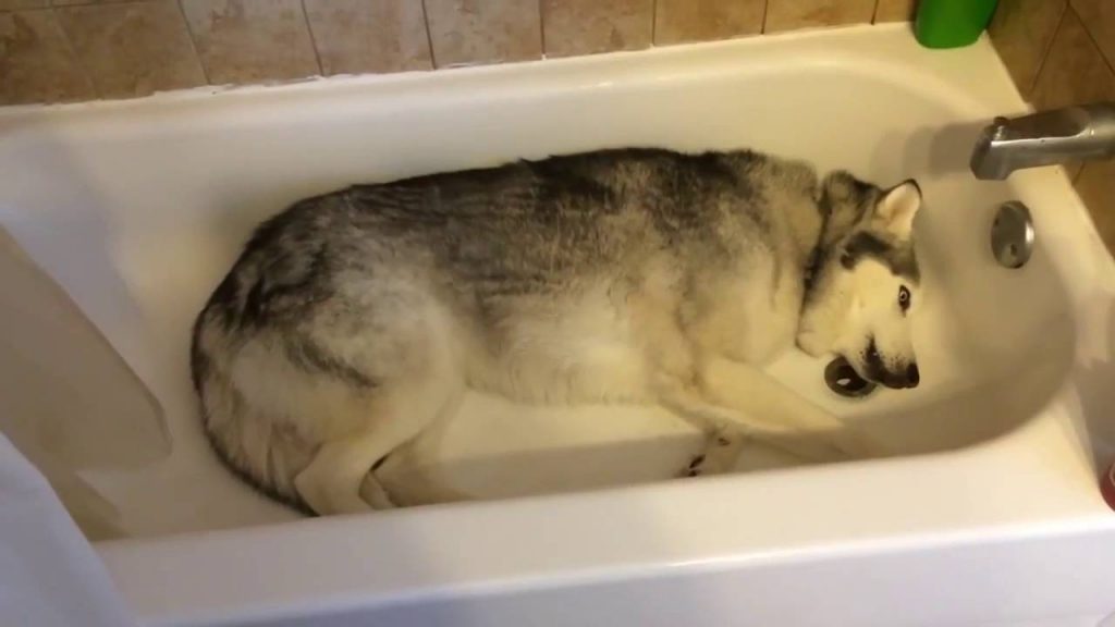 Trường hợp nào thì không nên tắm cho chú cún cưng?