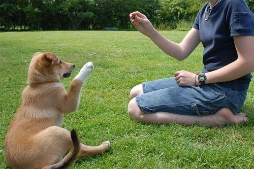 Cách huấn luyện thành công chú chó đi bằng 3 chân