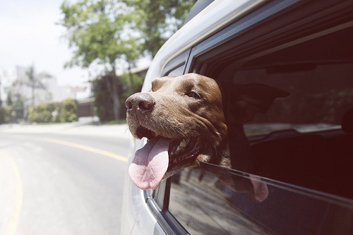 Không để chó bị chết vì các lý do này khi đang trong xe hơi