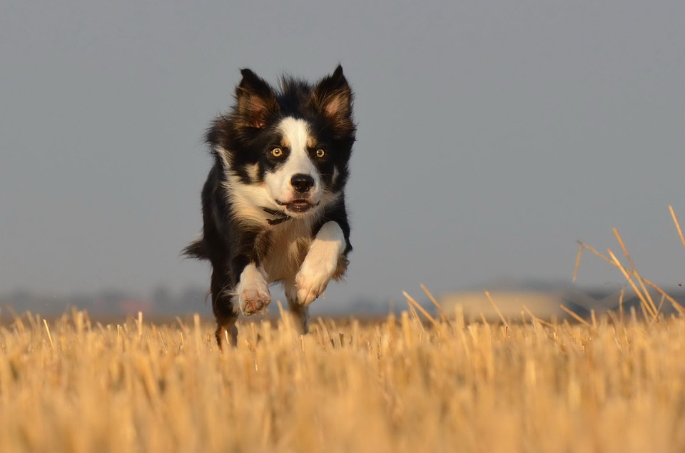 Huấn luyện chó tập chạy xic zắc một cách hiệu quả nhất