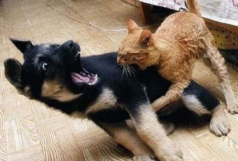 Lý giải việc chó mèo ghét nhau
