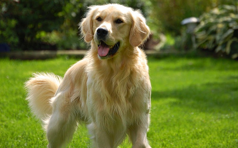 Cách điều trị hiệu quả căn bệnh viêm bàng quang ở chó