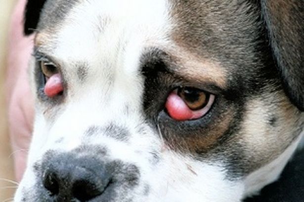 Các căn bệnh về mắt ở loài chó