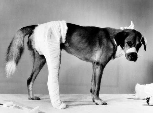 Xử lý thế nào khi chó bị gãy xương