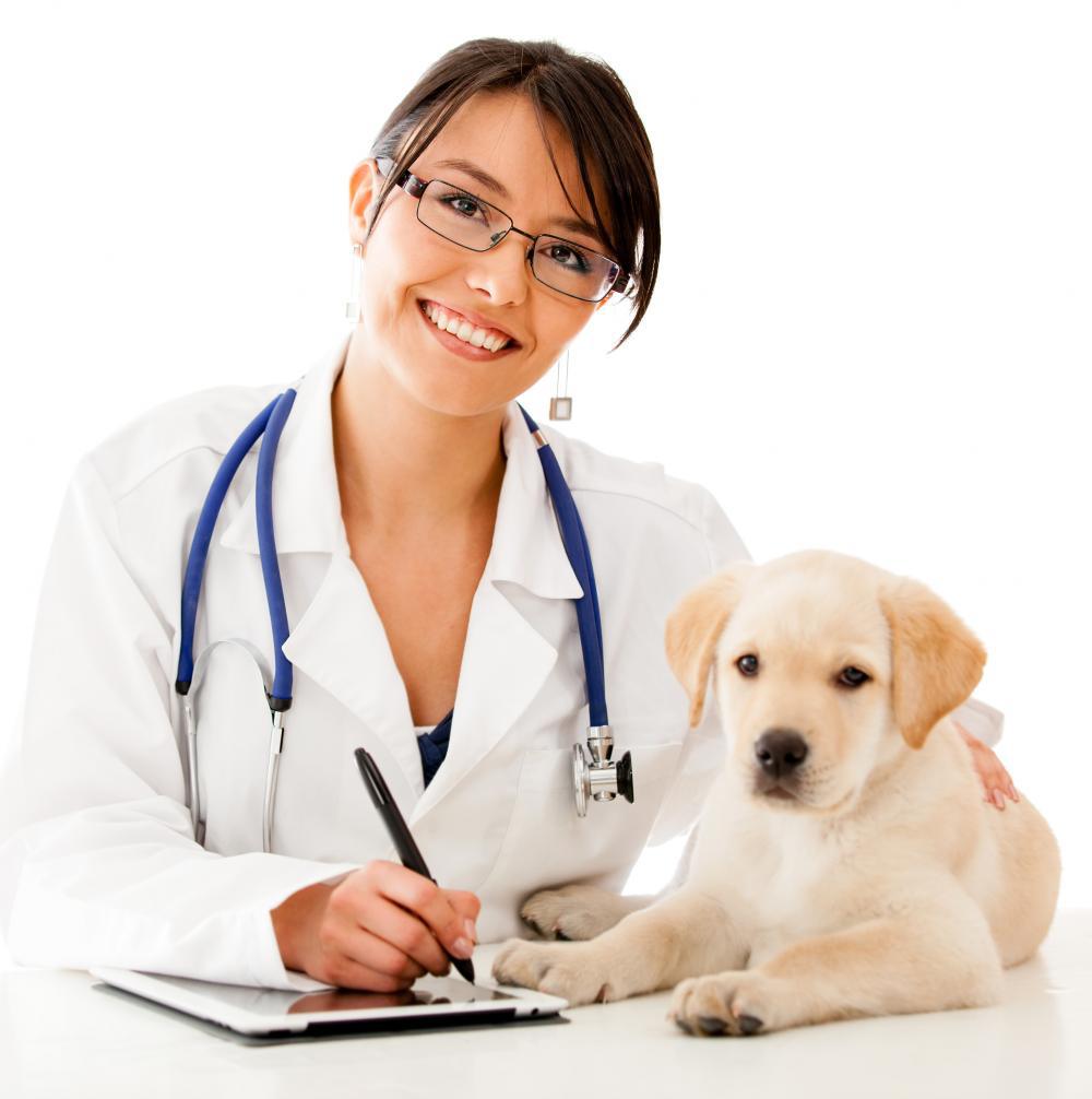 Cách phòng chống bệnh nhiễm trùng lao hiệu quả ở chó