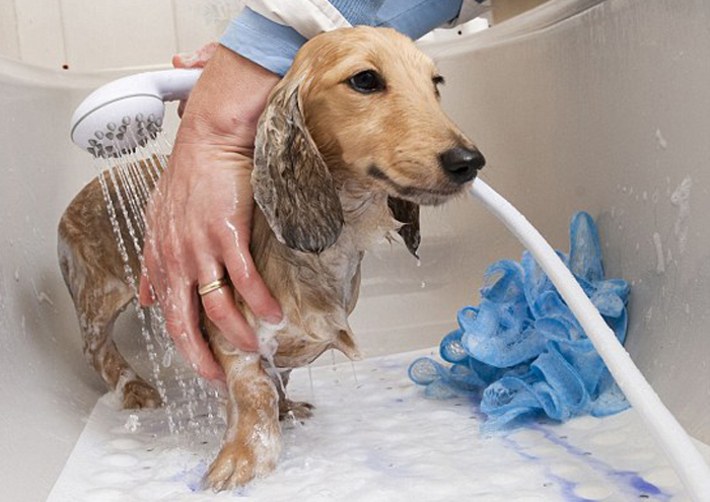Chó sau khi tắm xong xuất hiện hội chứng bối rối