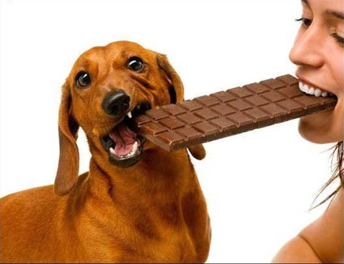 Cách cấp cứu ngay khi chó bị ngộ độc socola
