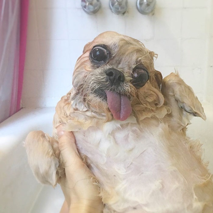 Trường hợp nào thì không nên tắm cho chú cún cưng?
