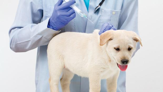 Xử lý tình huống chó bị dị ứng sau khi tiêm vacxin