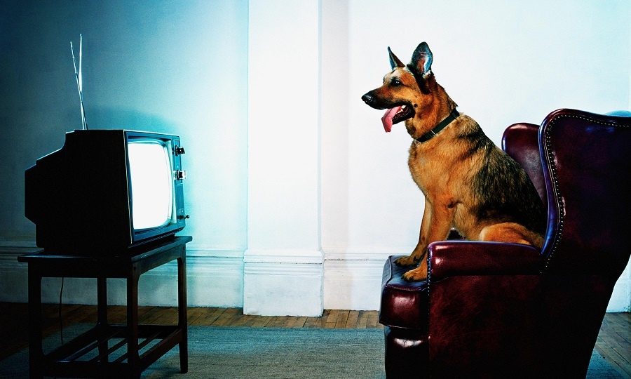 Liệu chó có biết xem TV không?