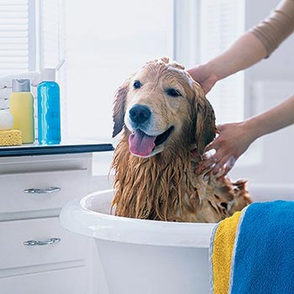Chó sau khi tắm xong xuất hiện hội chứng bối rối