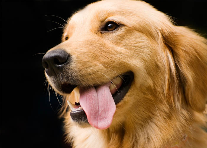 Cách điều trị hiệu quả căn bệnh viêm bàng quang ở chó