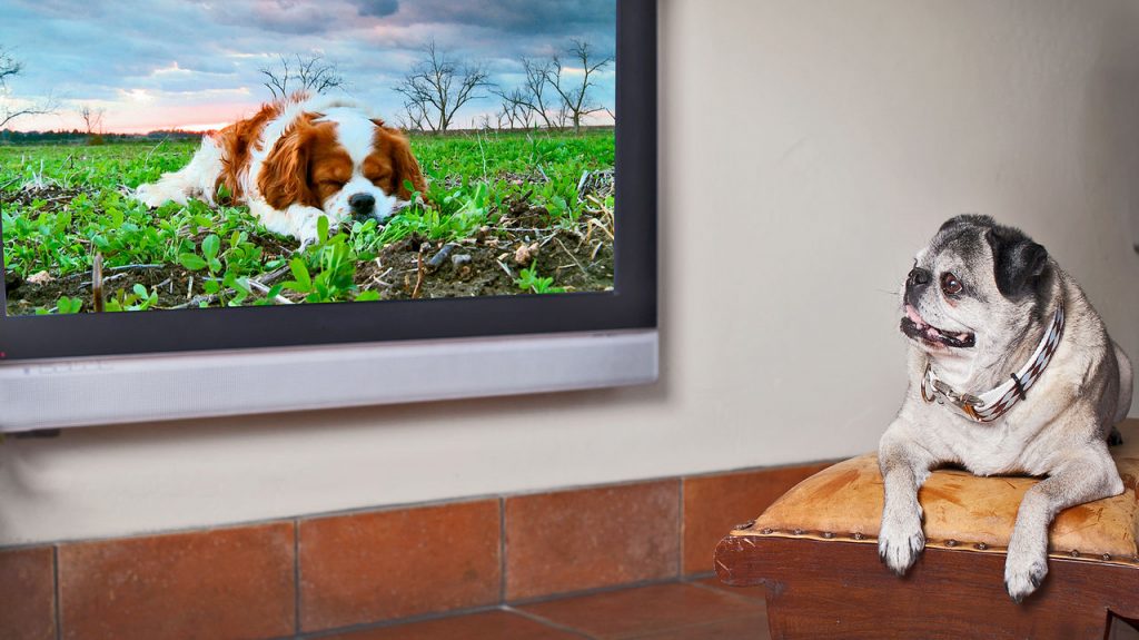 Liệu chó có biết xem TV không?