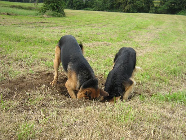 Tại sao chó lại thích đào bới?