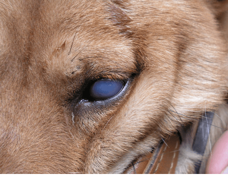Các căn bệnh về mắt ở loài chó