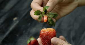 Tổng hợp những cách gọt trái cây mà bạn chưa từng biết