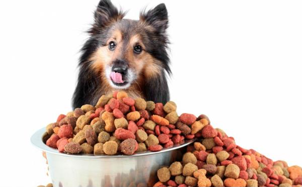 Hướng dẫn cách lựa chọn thức ăn cho chó