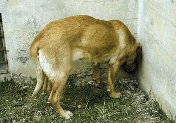 Chú chó ép đầu vào tường?