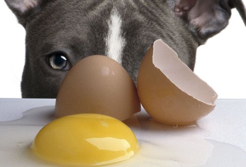 Liệu có nên cho chó ăn trứng?