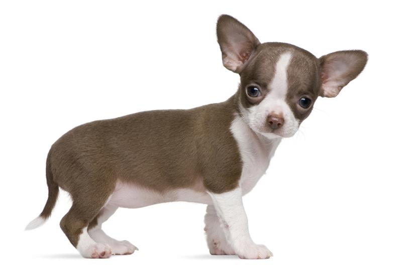 Làm sao để cho chó Chihuahua kéo dài tuổi thọ?