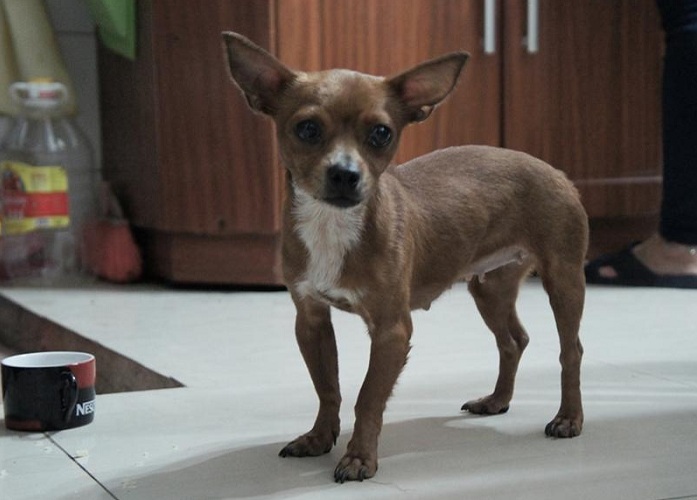 Làm sao để cho chó Chihuahua kéo dài tuổi thọ?