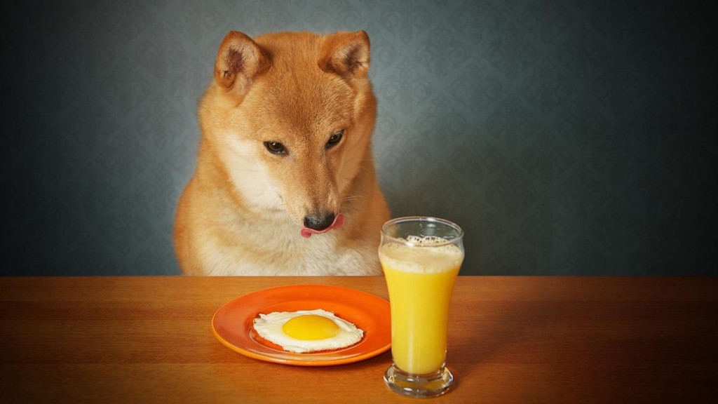 Liệu có nên cho chó ăn trứng?