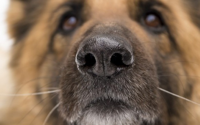 Tại sao chú chó lại bị chảy nước mũi?